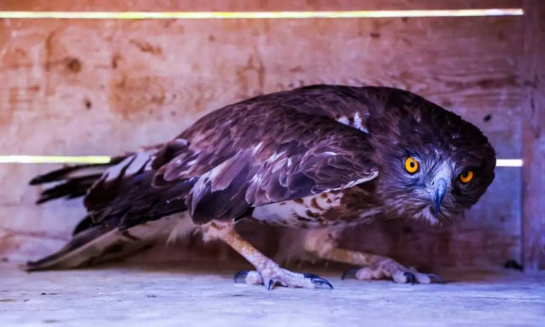Antalya’da Nesli Tehlikedeki Yaralı Yılan Kartalı Doğaya Uğurlandı! 2